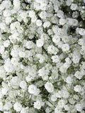 Perennial Baby's Breath Seeds flower seeds