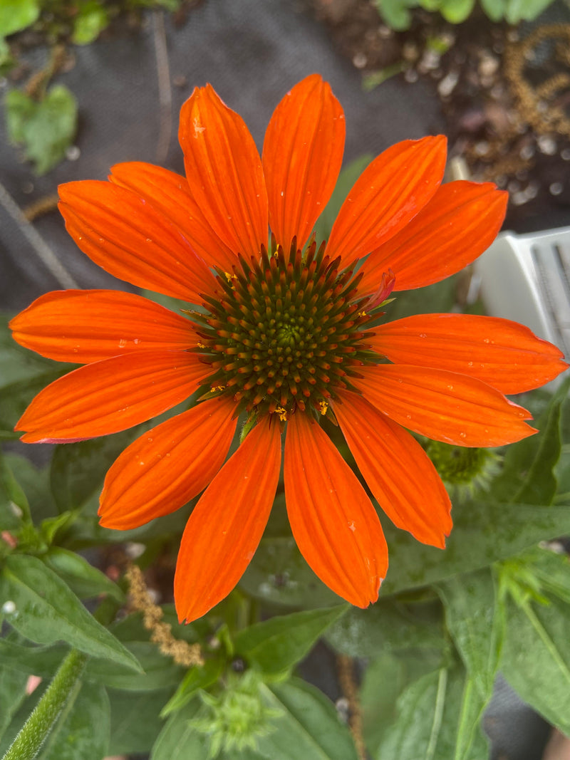 Coneflower Sombrero  orange flower seeds 40 flower seeds