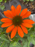 Coneflower Sombrero  orange flower seeds 40 flower seeds