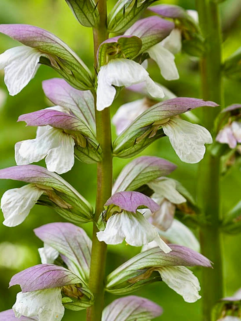 Clary Sage Seeds - Salvia Sclarea - Amazing Aroma seeds bulk
