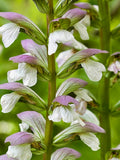Clary Sage Seeds - Salvia Sclarea - Amazing Aroma seeds bulk
