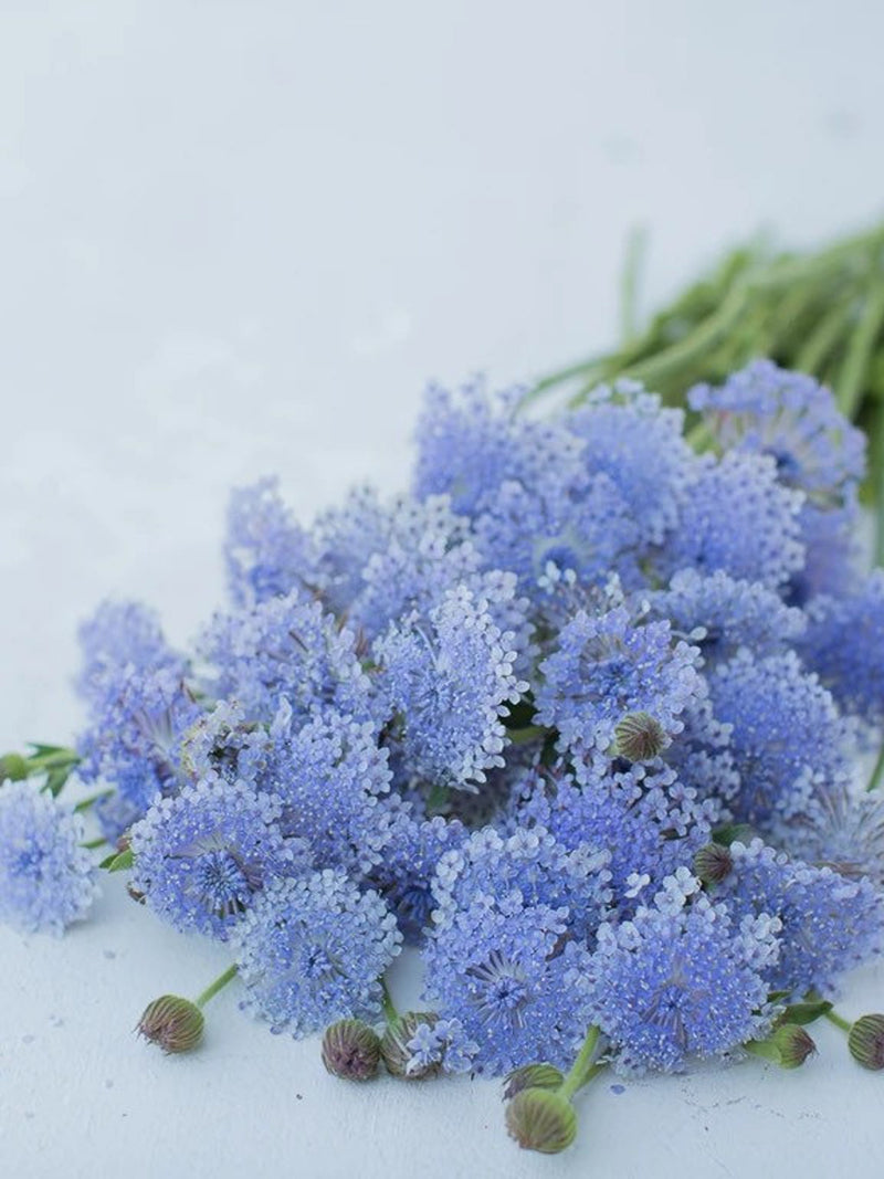 35 Lacy Lavender BlueDidiscus Seed seeds bulk