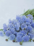 35 Lacy Lavender BlueDidiscus Seed flower seeds