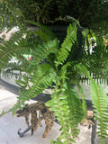 50 Kimberly Queen Fern Spores/Seeds flower spore