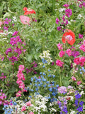 200 Pcs Partial Shade Wildflower Seed Mix--Includes Beautiful Annuals, Perennials and Biennials-FL661 seeds bulk