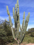 Cereus forbesii 15 Cactus Seeds seeds bulk
