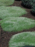 200+ Irish Moss Groundcover seeds- Sagina Subulata-B248-Lowest growing Groundcover Evergreen Beauty! seeds bulk