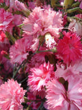 25 Pcs Carnation Rose Flower Seeds-FL663- Rare  Dianthus Caryophyllus -Annual Grenadin Rose flower spore