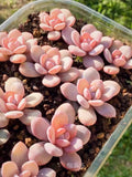 Buy3get1free. Succulents seeds [20 seeds], Echeveria pink snow lotus seeds bulk