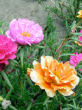 Moss Roses Seed pack - Portulaca grandiflora Double Mixed Assorted Colours flower seeds