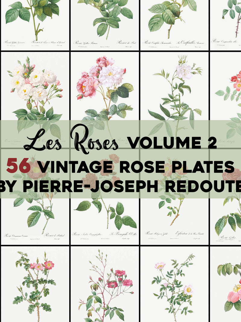 Vintage Roses Illustrations Vol. 2 Printable Wall Art Bundle Digital Download Botanical Floral Nature Scenery Garden Flowers Commercial Use Love Romance Flower