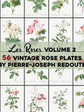 Vintage Roses Illustrations Vol. 2 Printable Wall Art Bundle Digital Download Botanical Floral Nature Scenery Garden Flowers Commercial Use Love Romance Flower