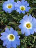 Chilean Bell Flower 15 Seeds flower spore