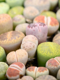 Mixed Lithops Seeds: Living Stones Exotic Succulent seeds bulk