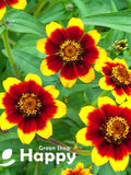 Zinnia - Chippendale daisy - 200 seeds - Zinnia haageana - Single flowered FLOWER DELIVERY