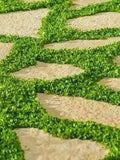 1000+ Dichondra Repens Plant Seeds-Kidney Weed- (10g) Dichondra Pony Foot-Lawn Leaf-B259 seeds bulk