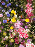 200+ Wildflower Butterfly Blend  Seed Mixture-B266- Annual, Perennial and Biennial Mix-Attracts Beautiful Butterflies to your Garden! flower seeds
