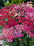 Bulk Summer Berries Yarrow Seeds, Certified Organic, Medicinal Plants, Achillea Milefolium AC021C seeds bulk