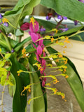 Dancing Lady Ginger 5 Seeds flower spore