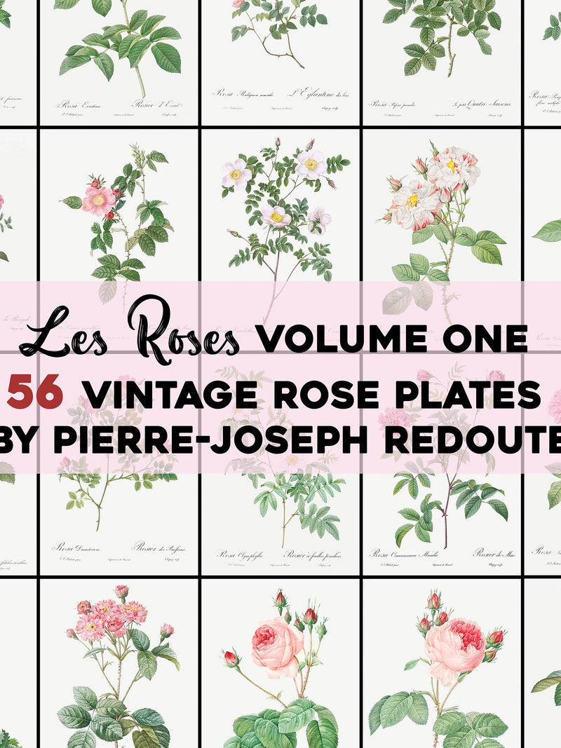 Vintage Roses Illustrations Printable Wall Art Bundle Digital Download Botanical Floral Nature Scenery Garden Flowers Love Commercial Use Love Romance Flower