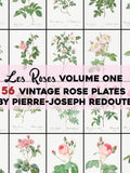 Vintage Roses Illustrations Printable Wall Art Bundle Digital Download Botanical Floral Nature Scenery Garden Flowers Love Commercial Use Love Romance Flower