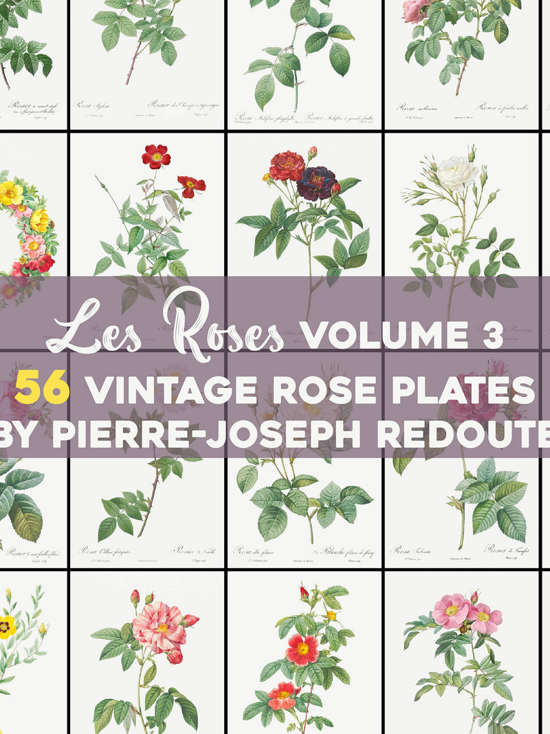 Vintage Roses Illustrations Vol. 3 Printable Wall Art Bundle Digital Download Botanical Floral Nature Scenery Garden Flowers Commercial Use Love Romance Flower