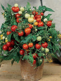 Micro-Tom Tomato Seeds | Organic seeds bulk