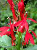 Cardinal Flower Seeds Lobelia Cardinalis flower seeds