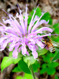 Wild Bergamot Seeds Monarda Fistulosa Also Known as Bee Balm A Native Canadian Wildflower flower seeds