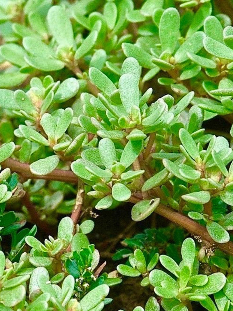 Wild Purslane Seeds - Portulaca Oleraceae - Delicious and Nutritious Greens FLOWER DELIVERY