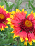 Blanket Flower Seeds Gaillardia Pulchella flower seeds