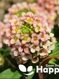 Sweet Alyssum Paletta Salmon - 500 seeds - Lobularia maritima seeds bulk