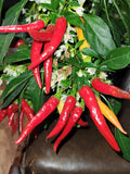 Medusa Ornamental Pepper Seeds seeds bulk