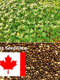 Chia Plant Seeds, Fast Growing House Plant, Bulk Chia Seeds For Planting, Replacement Seeds For Chia Planters, Terra Cotta Ceramic + Gift seeds bulk
