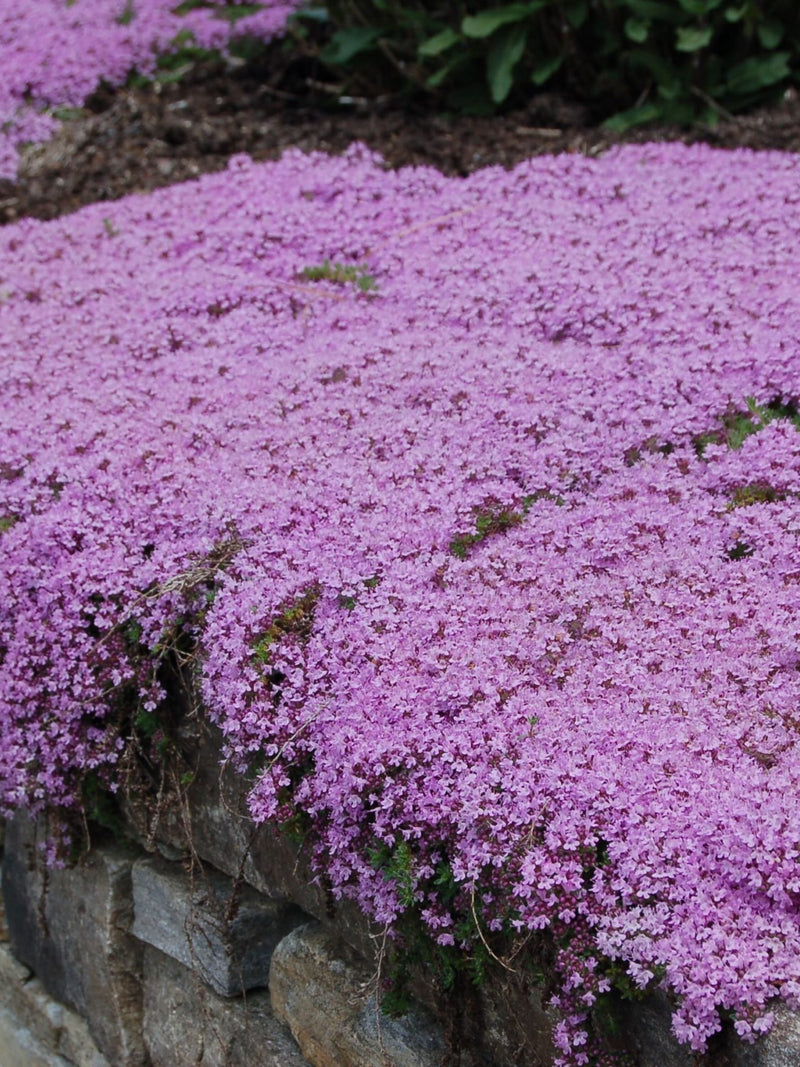 5000 Creeping Thyme Seeds, Thymus serpyllum TH205M seeds bulk