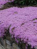 5000 Creeping Thyme Seeds, Thymus serpyllum TH205M seeds bulk