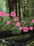 44pcs cherry blossom decals, sakura stickers, sakura laptop decals, plants window sticker, japanese tree flower blossom bumper sticker FLOWER DELIVERY
