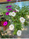 Petunia Seeds: Assorted Colours seeds bulk