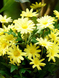 Artificial Yellow Daisy Bouquet, Floral Arrangement Decoration silk flower