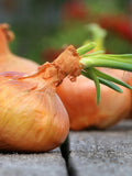 Bulk Organic Vidalia Sweet Onion Seeds, Short Day, Yellow Granax Hybrid, Allium Cepa AL421C seeds bulk
