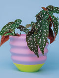 Wavy Bright Planter - Pink and Lime Dopamine Decor house warming flower