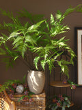 Artificial Cibotium Barometz Leaf Stem, Quality Ostrich Fern Foliage, Home Tropics Plant Arrangement, Party Greenery Decor, Garden Ornament faux plants