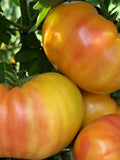 Hillbilly Potato Leaf Tomato Seeds | Heirloom | Organic | Bulk | Wholesale seeds bulk