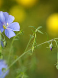 Blue Flax Flower Seeds Canada, Linum Perenne, Zone 5 Perennial, Blue Flower Seeds, Zone 3 Annual, Wildflower Garden Seeds + Gift flower seeds
