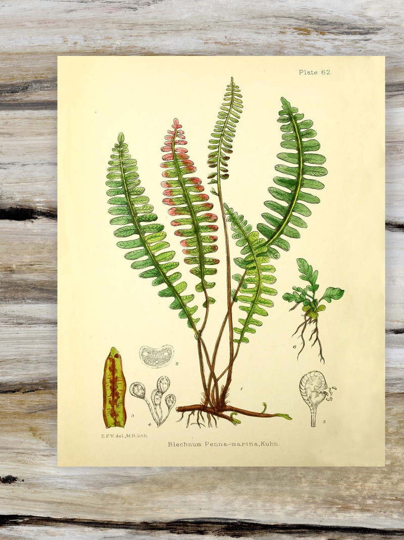 Fern Print Science Wall Decor Poster flower spore