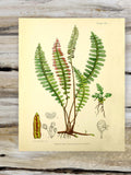 Fern Print Science Wall Decor Poster flower spore