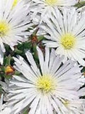 50+ Delosperma White Ice Plant Flower Seeds / Perennial seeds bulk