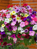 Climbing Petunia Mixed Colors Flowers, 0.3g / 200 seeds, Petunia Hybrida Pendula, GMO Free flower seeds