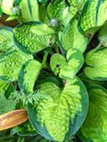 Quality Guacamole Hosta Seeds - 30 Seeds seeds bulk