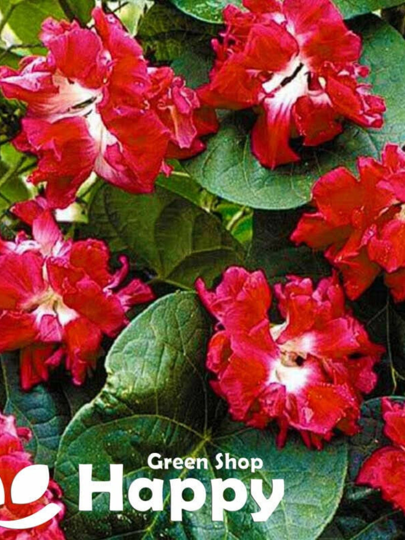 MORNING GLORY RUFFLED Red - 15 seeds - Ipomoea imperialis - Large double flowers - Climber flower seeds